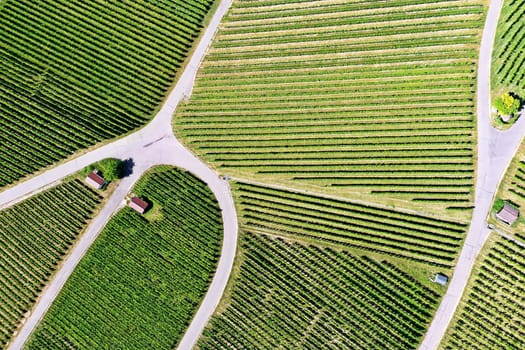 Vineyard from above with paths and roads