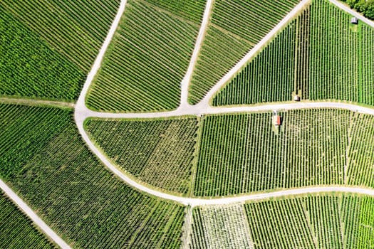 Vineyard from above with paths and roads