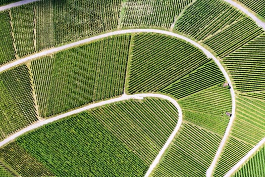 Vineyard from above with paths and roads