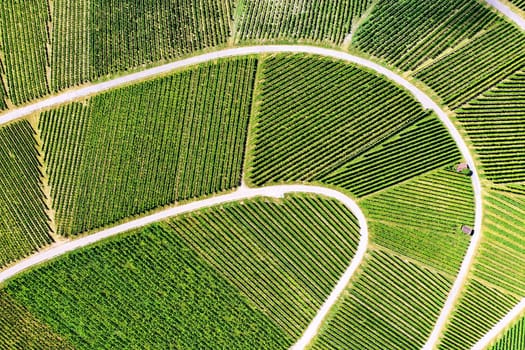 Vineyard from above with paths and roads