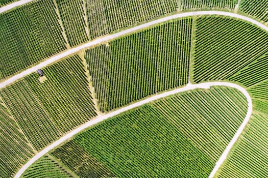 Vineyard from above with paths and roads
