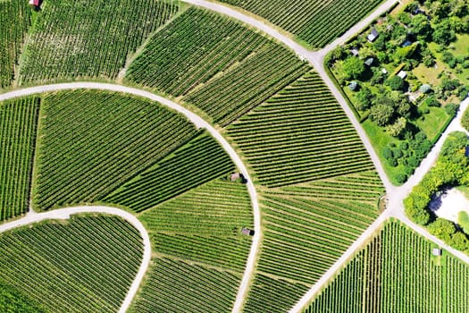 Vineyard from above with paths and roads