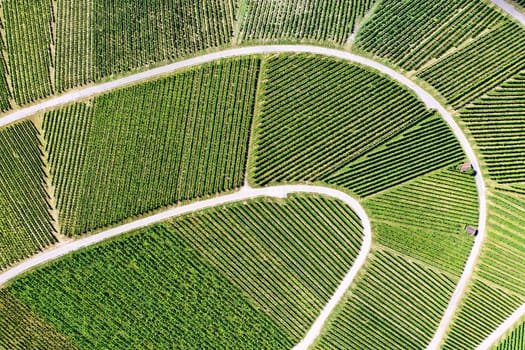 Vineyard from above with paths and roads