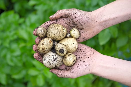 Home grown planted seed potatoes held in a pair of youthful hands in front of the vibrant green leaves of the potato plants. Overhead view.