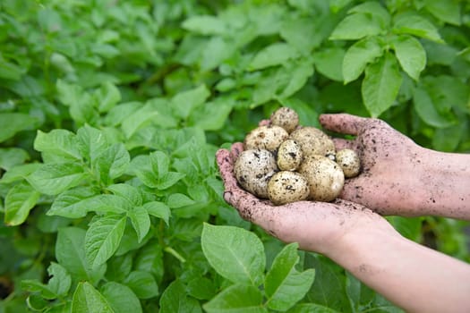 Home grown planted seed potatoes held in a pair of youthful hands in front of the vibrant green leaves of the potato plants. Behind view