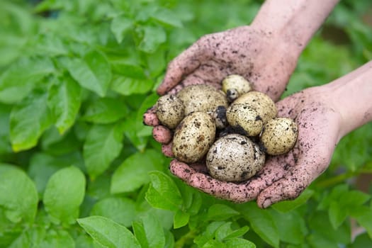 Home grown planted seed potatoes held in a pair of youthful hands in front of the vibrant green leaves of the potato plants. Front view