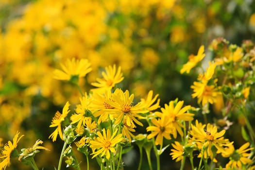 Jerusalem artichoke on the field