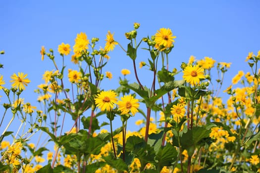 Jerusalem artichoke on the field