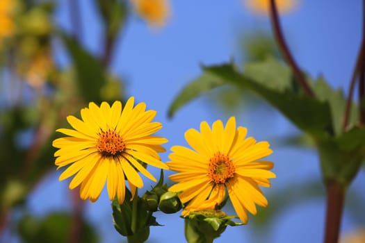 Jerusalem artichoke on the field