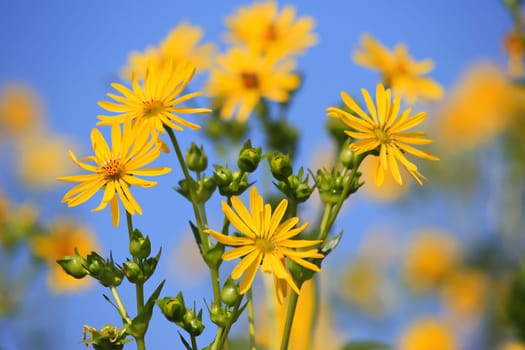 Jerusalem artichoke on the field
