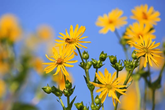 Jerusalem artichoke on the field