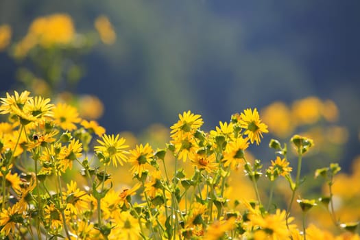 Jerusalem artichoke on the field