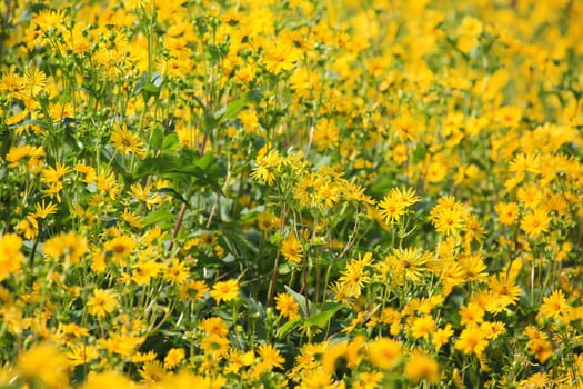Jerusalem artichoke on the field