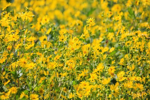 Jerusalem artichoke on the field