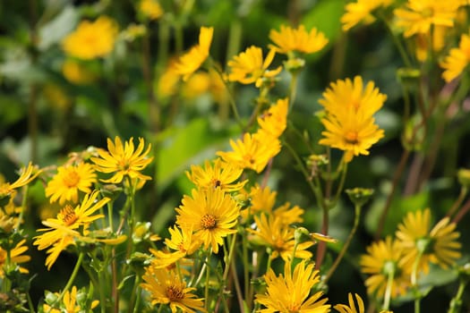 Jerusalem artichoke on the field
