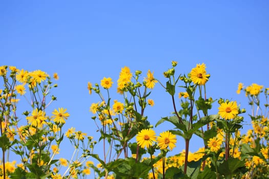 Jerusalem artichoke on the field
