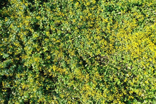 Jerusalem artichoke on the field
