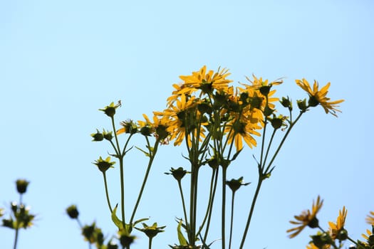 Jerusalem artichoke on the field
