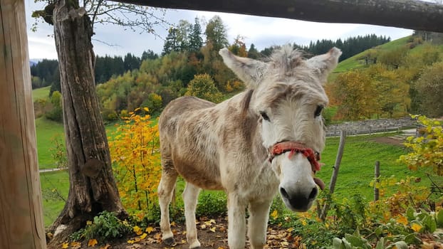 A donkey with a true-hearted look