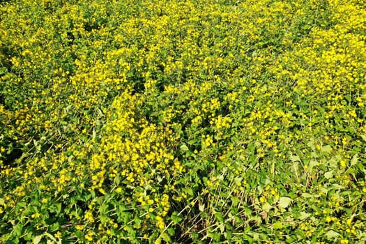 Jerusalem artichoke on the field