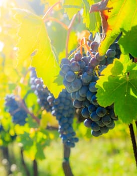 Close-up image of clusters of blue grapes on vines in a vineyard in Tuscany, Italy