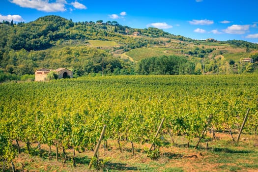 Rows of harvested grape vines in a vineyard in Tuscany, Italy o