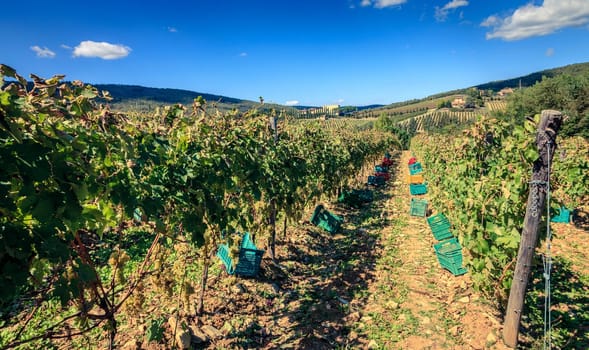 Boxes lined up along rows of grape vines in preparation for harvest in Tuscany, Italy