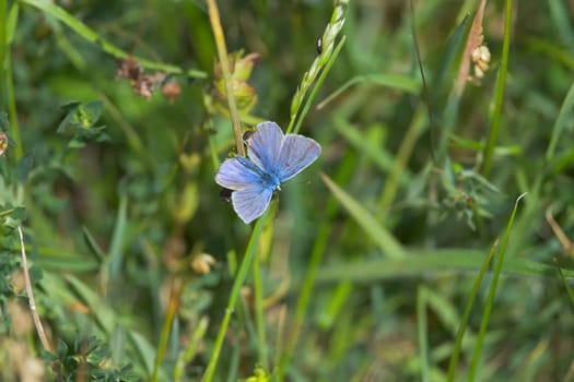 5 - Common blue butterfly looks to the lower right, back view with wings spread. Plenty of copy space over the green meadow background texture.