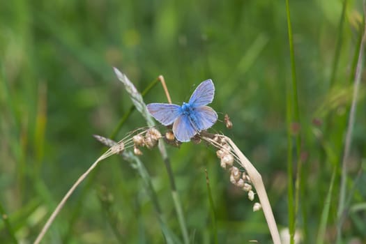 3 - Back view of the spread wings of the common blue butterfly. Perched on a dried out piece of grass during the hot summer weather.