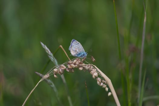 1 - Common blue butterfly sparkles against the dark green meadow background. Perched on dry grass in hot summer weather. Vibrant color stands out.
