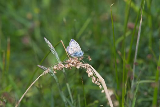 2 - Brighter side profile of common blue butterfly, stronger meadow texture background.