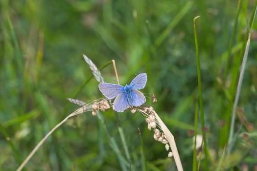 4 - The spread wings of the common blue butterfly. Perched on a dried out piece of grass during the hot summer weather. Overhead view.