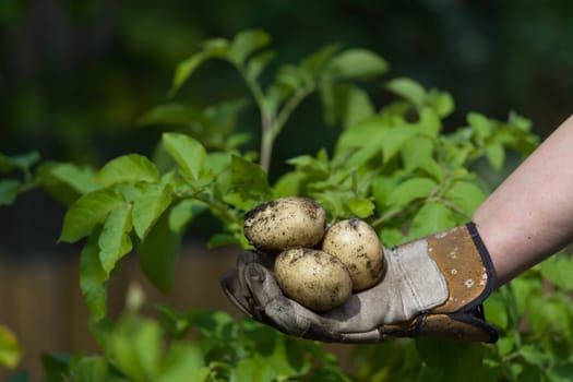 Copy space above a garden gloved hand holding 3 freshly picked white potatoes. Green leaves of potato plant as background.