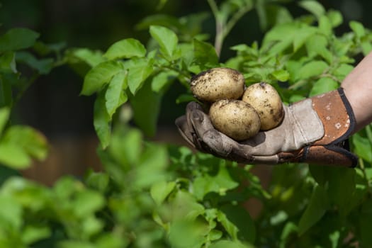 Home grown planted seed potatoes held in a garden gloved hand in front of the vibrant Green leaves of the potato plants. Side view