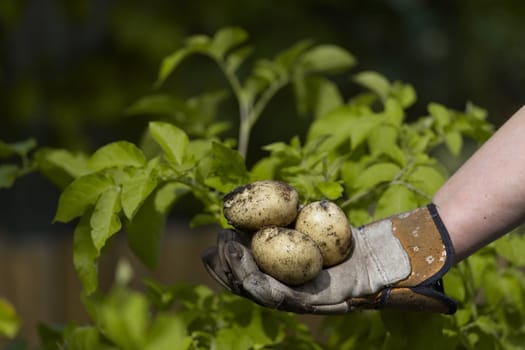 Copy space above a garden gloved hand holding 3 freshly picked white potatoes. Yellow leaves of potato plant as background.