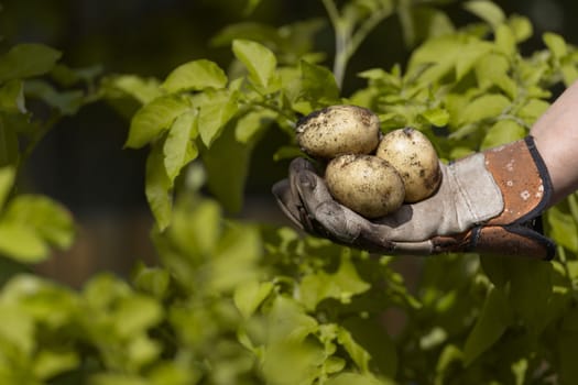 Home grown planted seed potatoes held in a garden gloved hand in front of the vibrant Yellow leaves of the potato plants. Side view
