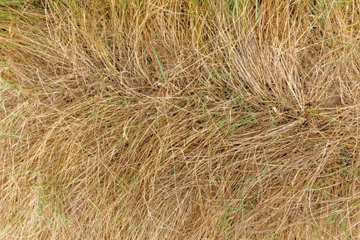 Dry yellow grass with scattered green stalks as a background