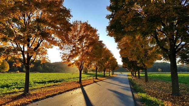 All in the fall in backlight