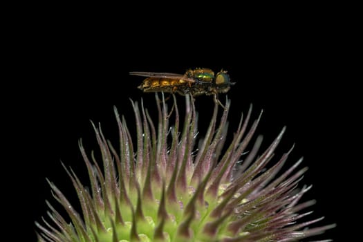 Small brightly colored iridescent fly sits on the spines of a thistle blossom against a black background