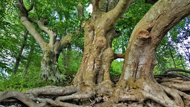 branched tree root in the forest