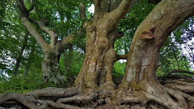 branched tree root in the forest