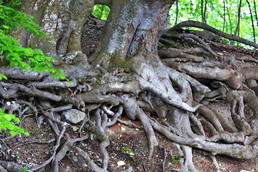branched tree root in the forest