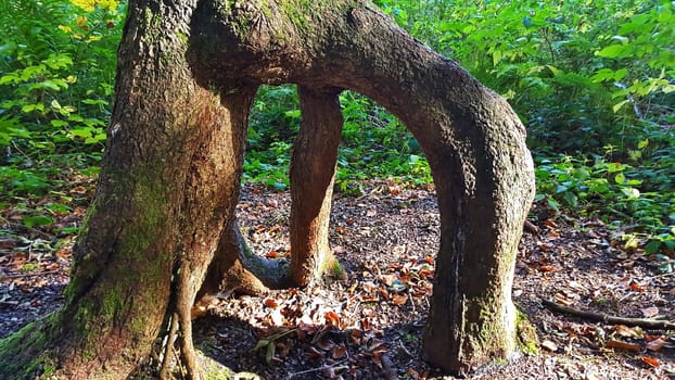 branched tree root in the forest