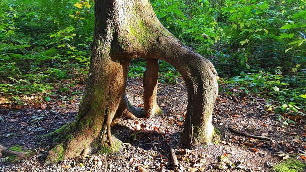 branched tree root in the forest