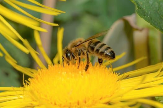Honey bee sits on a big yellow flower against a green blurred background