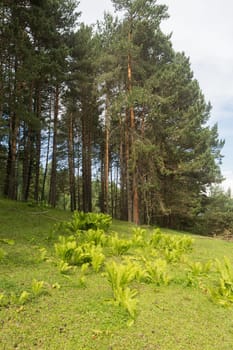 Beautiful green clearing field in a forest - picture with copy-space.