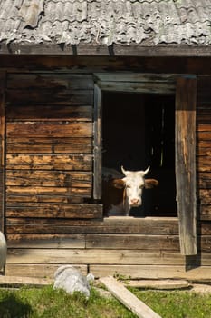 Cows escape the heat in an old abandoned wooden house.