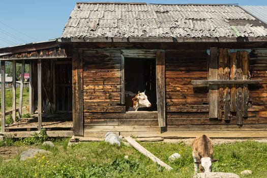 Cows escape the heat in an old abandoned wooden house.