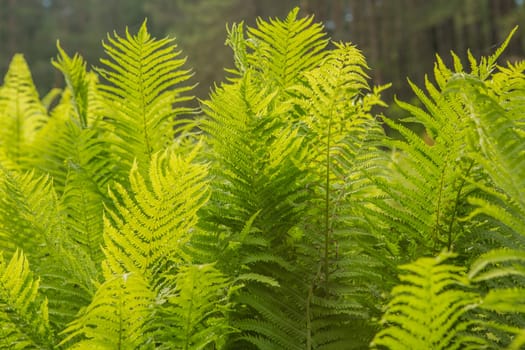 Beautiful ferns leaves green foliage nature. Floral fern background. Ferns leaves green foliage. Tropical leaf. Exotic forest plant. Botany concept. Ferns jungles.