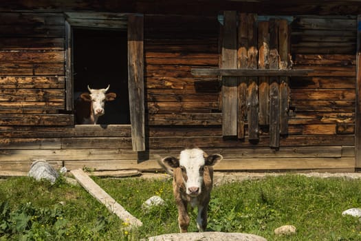 Cows escape the heat in an old abandoned wooden house.